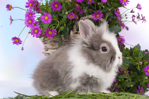 Lindo conejo enano sentado en paja con flores —  Fotos de Stock