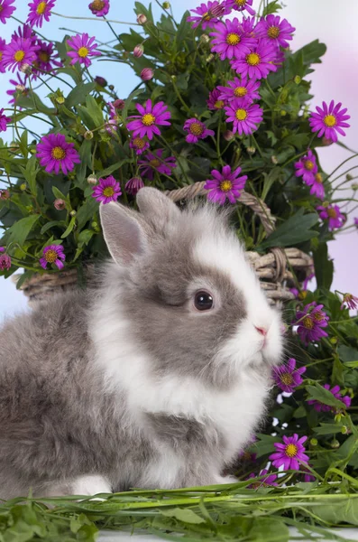 Lindo conejo enano sentado en paja con flores —  Fotos de Stock