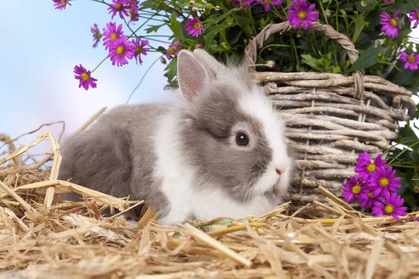 Lindo conejo enano sentado en paja con flores —  Fotos de Stock