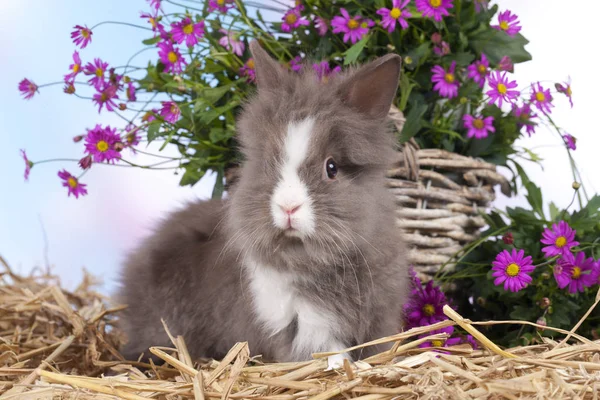 Lindo conejo enano sentado en paja con flores —  Fotos de Stock