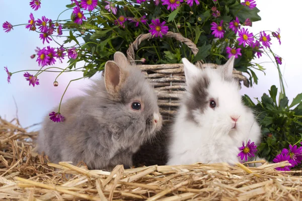 Lindo conejo enano sentado en paja con flores —  Fotos de Stock