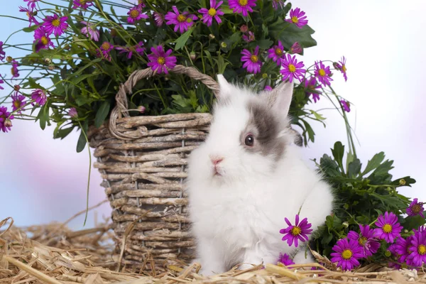 Lindo conejo enano sentado en paja con flores — Foto de Stock