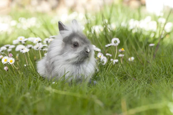 Ładny królik siedzi w trawie — Zdjęcie stockowe