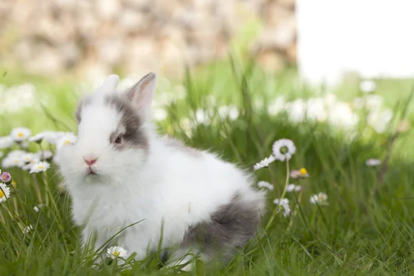 Ładny królik siedzi w trawie — Zdjęcie stockowe