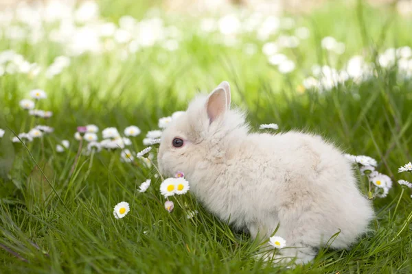 Милый кролик сидит на траве — стоковое фото
