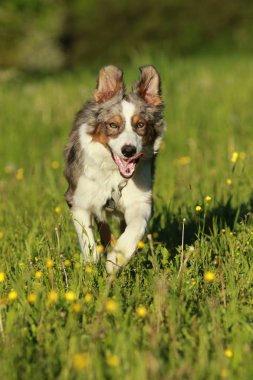 Avustralya çoban köpeği yaz otların arasında çalışan