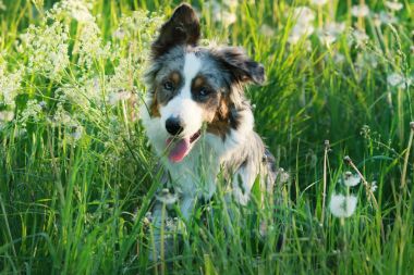 Mavi merlre Avustralya çoban köpeği yaz çimen ile oturuyor