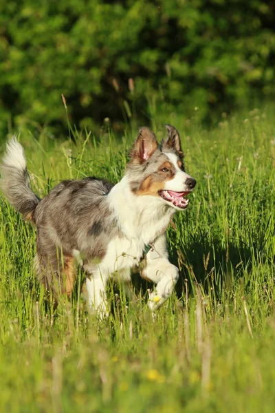 夏の草の中を実行しているオーストラリアン シェパードの犬 — ストック写真