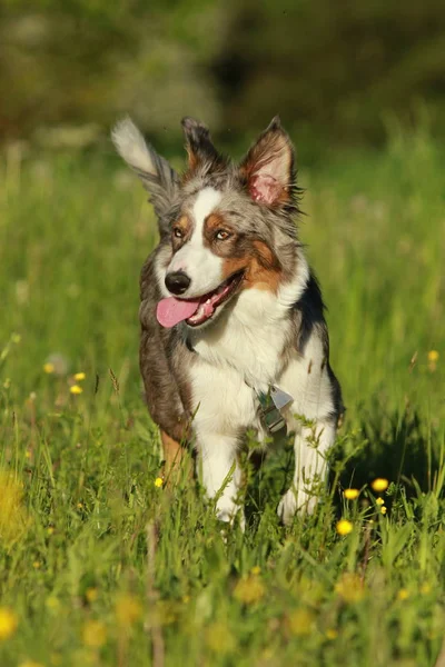 Cane pastore australiano in esecuzione in erba estiva — Foto Stock