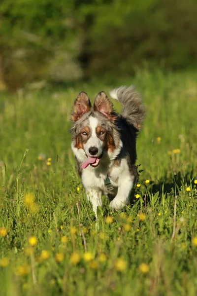 夏の草の中を実行しているオーストラリアン シェパードの犬 — ストック写真
