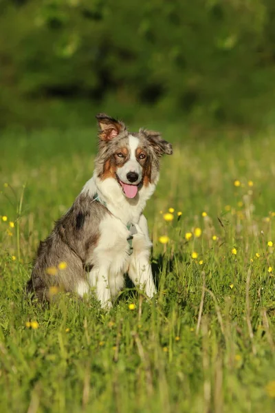 Australische herder zittend in het gras buiten — Stockfoto