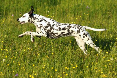 Çayır çalışan Dalmaçya köpeği