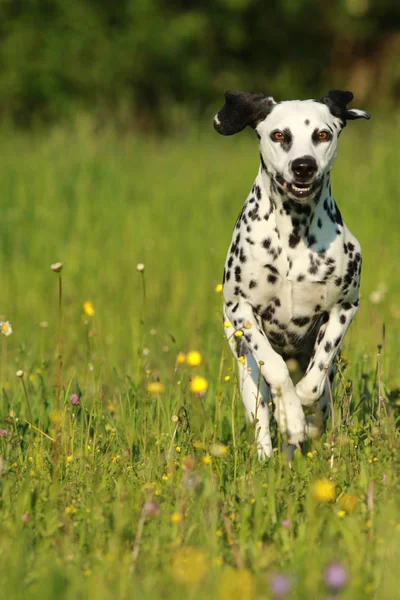 Perro dálmata corriendo por el prado — Foto de Stock