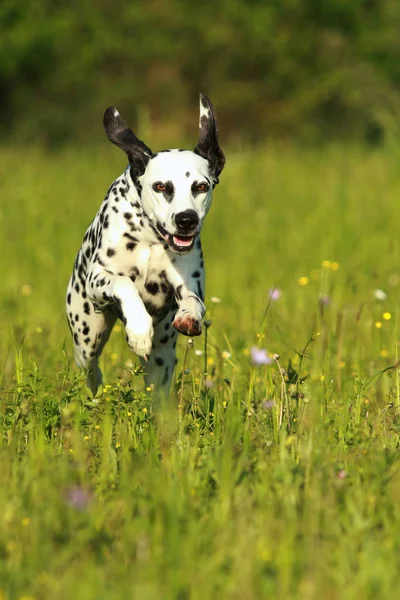 Dalmatiska hund löper över ängen — Stockfoto