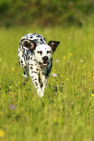 Dalmatiska hund löper över ängen — Stockfoto