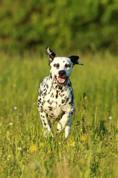 Dalmatian dog running across meadow — Stock Photo, Image