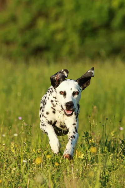 Далматин, собака пробіжить по лузі — стокове фото