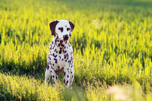 草原に座っているダルメシアン犬 — ストック写真