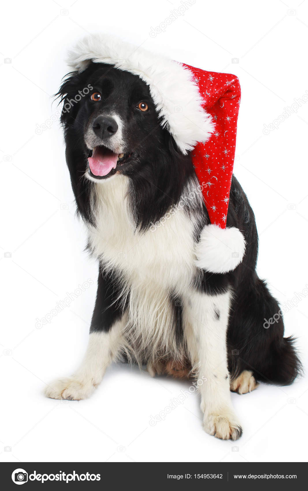 Border Collie Hund mit Weihnachtsmütze — Stockfoto © absolutimages