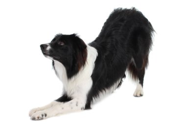 Kenar kömür ocağı köpek bend aşağı