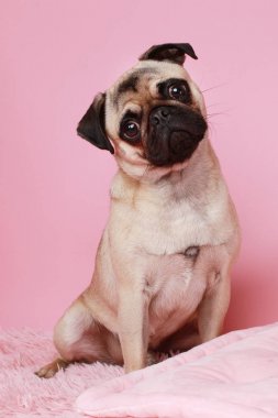Pembe yalan şirin pug köpek