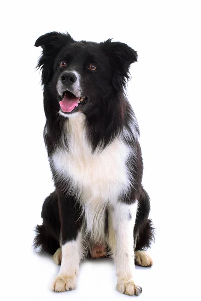 Border Collie Hund sitzt auf weißem Hintergrund — Stockfoto