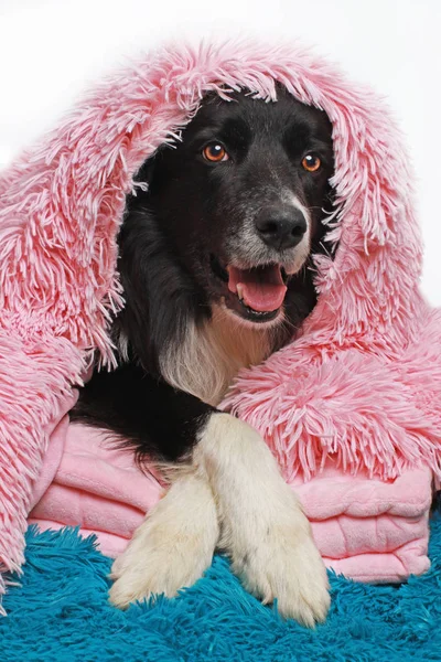 Border Collie Hund mit weicher Decke bedeckt — Stockfoto