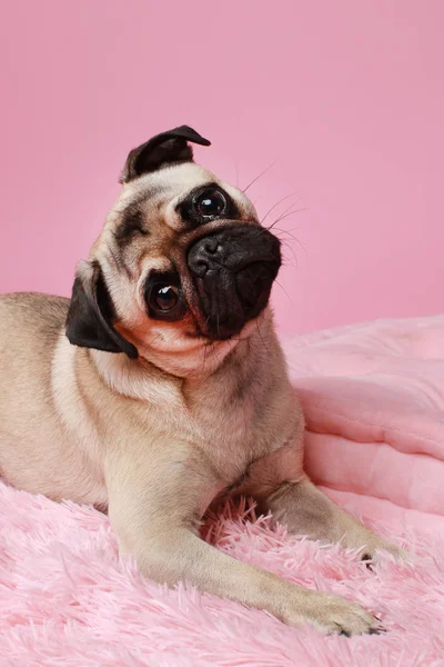 Χαριτωμένο pug σκυλί που ξαπλώνει σε ροζ φόντο — Φωτογραφία Αρχείου