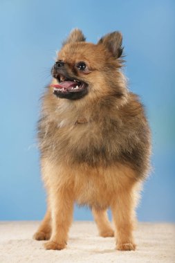 Mavi arka plan önünde Pomeranya köpeği