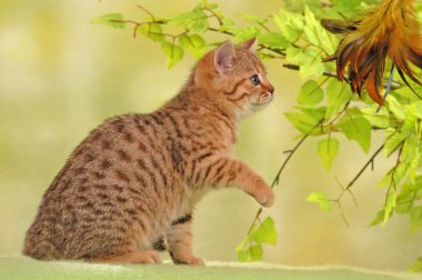 Britanya ile ilgili stenografi kedi bir paket üzerinde