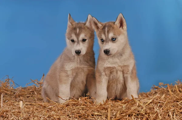 Dvě štěňata sibiřský husky — Stock fotografie