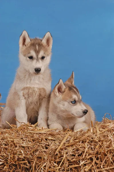 Dvě štěňata sibiřský husky — Stock fotografie