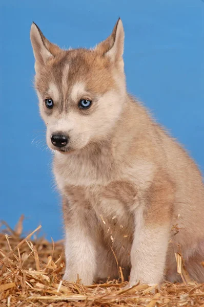 Sibiřský husky štěně — Stock fotografie