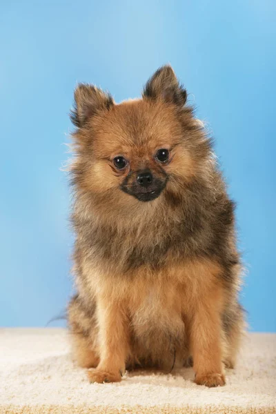 Chien poméranien devant fond bleu — Photo