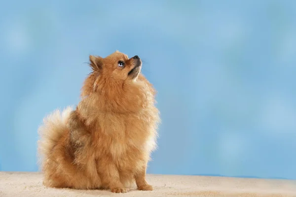 Chien poméranien devant fond bleu — Photo