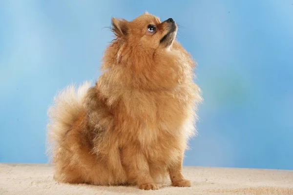 青色の背景の前にポメラニアン犬 — ストック写真