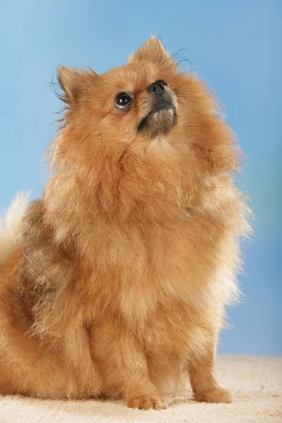 Chien poméranien devant fond bleu — Photo