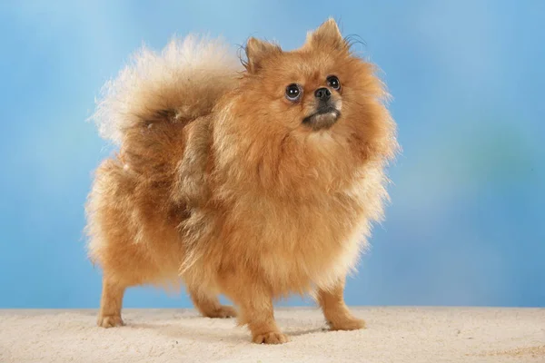 Pomeranian hund framför blå bakgrund — Stockfoto