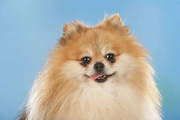 Pomeranian dog in front of blue background — Stock Photo, Image