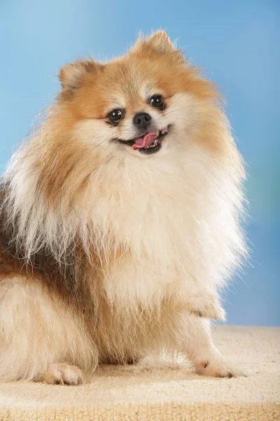 Pomeranian dog in front of blue background — Stock Photo, Image