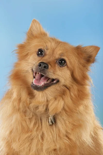 Pomeranian hund framför blå bakgrund — Stockfoto