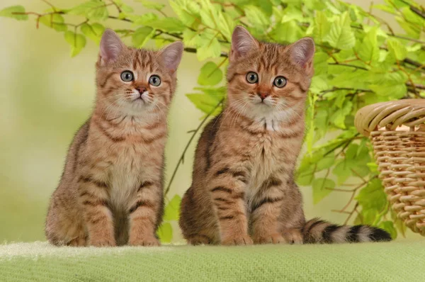 Iki Britanya ile ilgili stenografi kedi — Stok fotoğraf