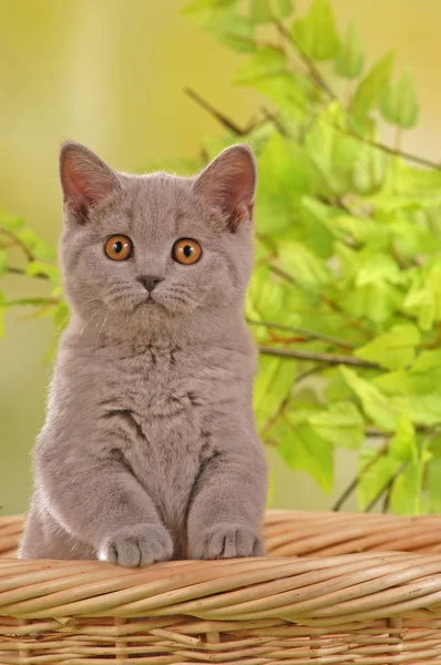 Británico taquigrafía gatito en un manta — Foto de Stock