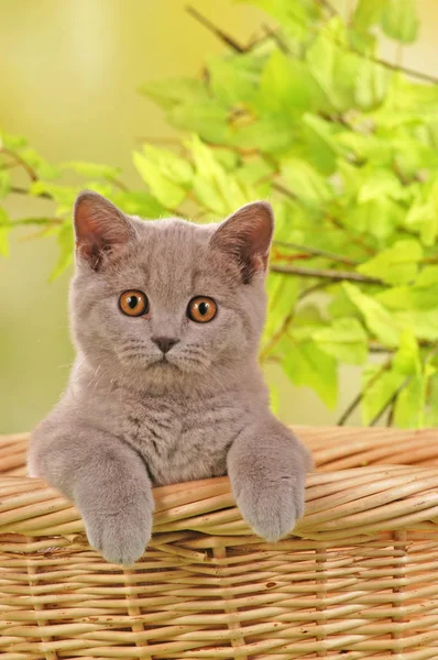 Británico taquigrafía gatito en un manta —  Fotos de Stock