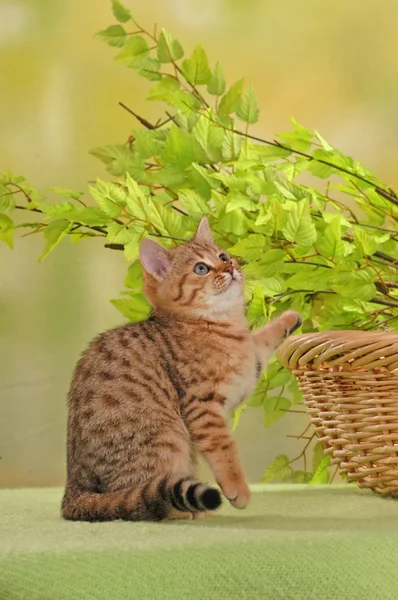 Británico taquigrafía gatito en un manta — Foto de Stock