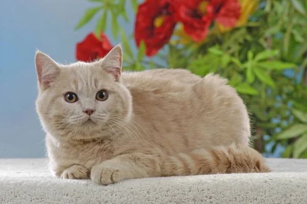 Roztomilá britská krátkosrstá kočka krémová barva — Stock fotografie