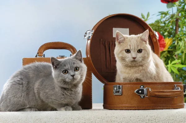 Две британские короткие кошки в чемодане — стоковое фото