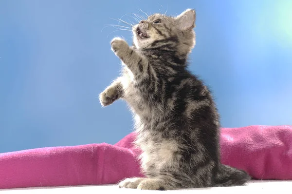 Marrón tabby británico taquigrafía gatito stand up —  Fotos de Stock