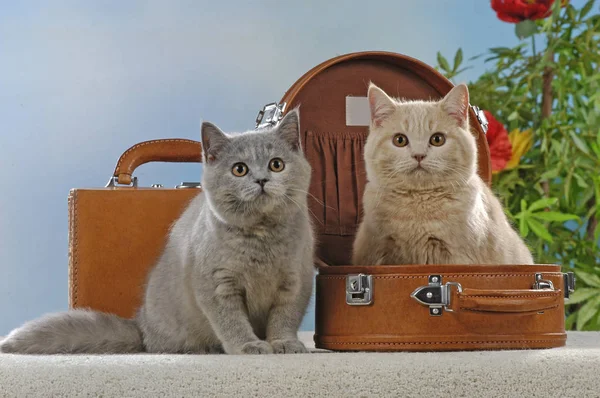 Dos gatos de taquigrafía británicos en maleta —  Fotos de Stock