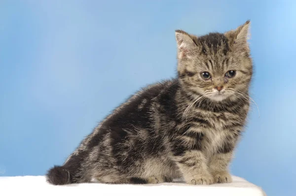 Británico taquigrafía gatito —  Fotos de Stock